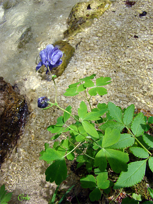 Aquilegia vulgaris / Aquilegia comune dall''Abruzzo